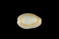 藏品(金環寶螺)的圖片